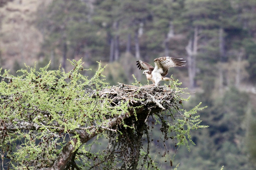 This week's Osprey shot by jamibann