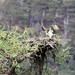 This week's Osprey shot by jamibann