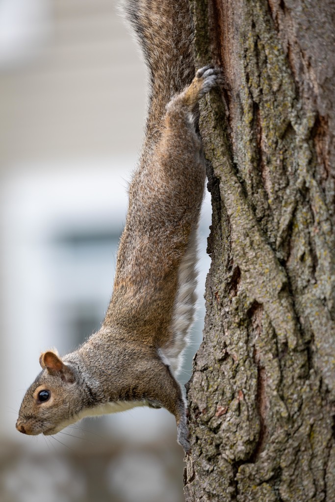 Downward Squirrel by jyokota
