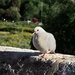 Pigeon posing by monicac