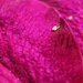 Pollen by mattjcuk