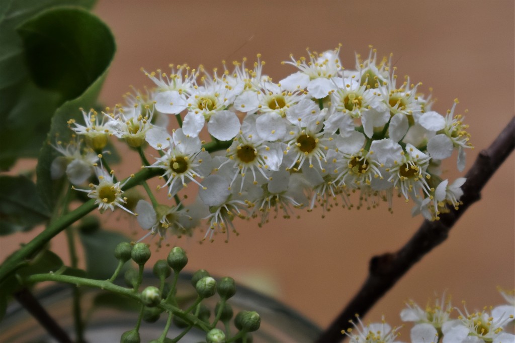 Volunteer shrub by sandlily