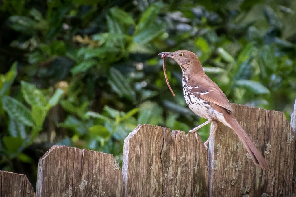 Brown Thrasher Parent with Dinner Ready by darylo