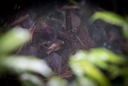 4th May 2020 - Robin in the Nest