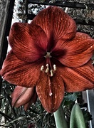 6th May 2020 - Survival of an Amaryllis 