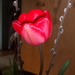 A tulip out of our garden by bruni