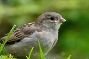 8th May 2020 - BABY SPARROW