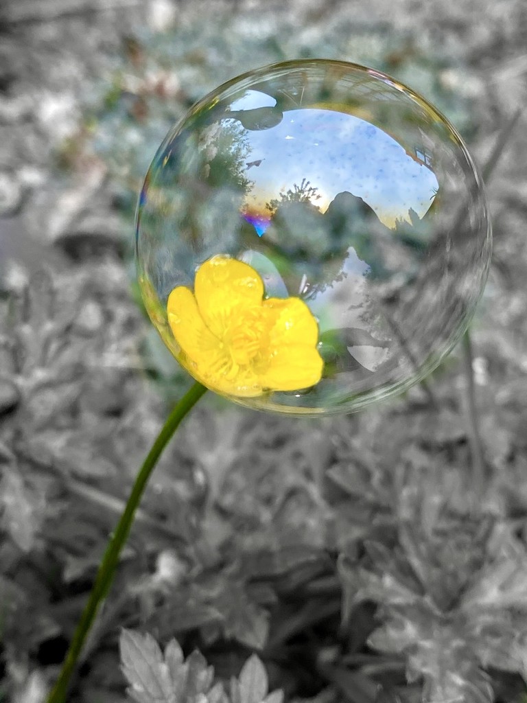 Loving this bubble photograghy by bizziebeeme