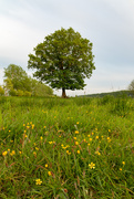 8th May 2020 - Buttercups and The Tree