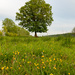 Buttercups and The Tree by leonbuys83
