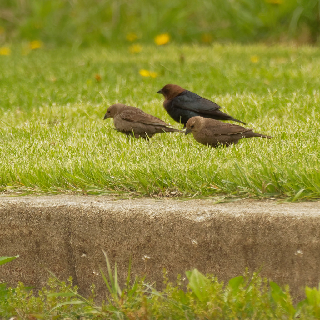 brown-headed cowbirds by rminer