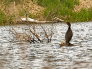 8th May 2020 - Double-crested cormorant 