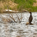 Double-crested cormorant  by rminer