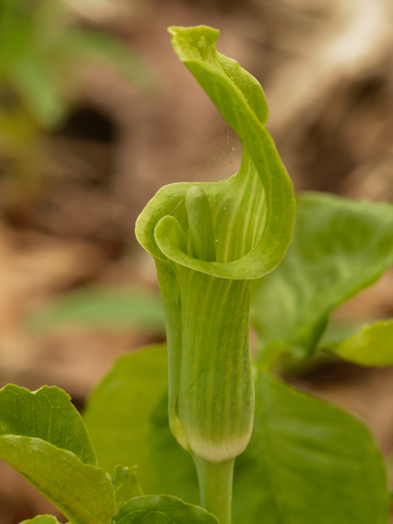 jack-in-the-pulpit by rminer