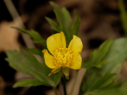 8th May 2020 - bristly buttercup 