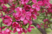 8th May 2020 - Eastern Redbud tree blossom