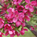Eastern Redbud tree blossom by larrysphotos