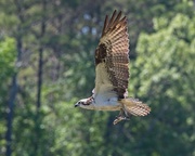 8th May 2020 - LHG-4875- osprey flys with fish
