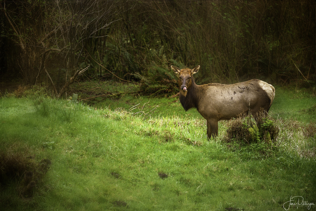 Pregnant Elk for Textures  by jgpittenger