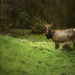 Pregnant Elk for Textures  by jgpittenger
