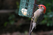 8th May 2020 - Red-bellied Woodpecker #2