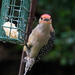 Red-bellied Woodpecker #1 by lsquared