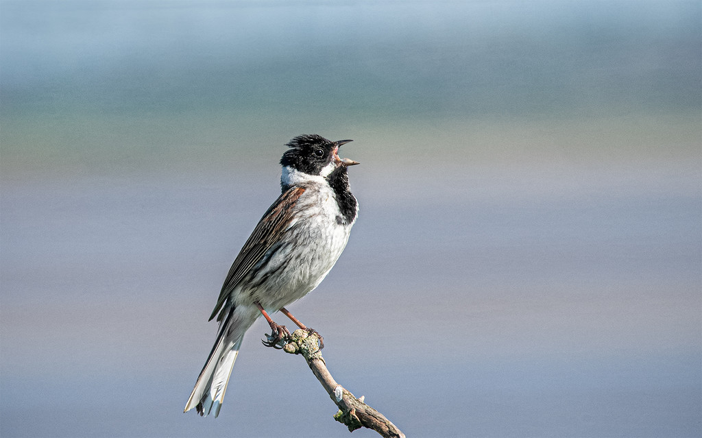 Reed bunting by inthecloud5