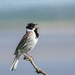 Reed bunting by inthecloud5