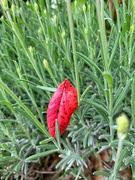 10th May 2020 - Red leaf on lavender. 