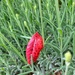 Red leaf on lavender.  by cocobella