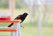 8th May 2020 - Red-Winged Blackbird #2