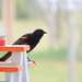 Red-Winged Blackbird #2 by bjywamer