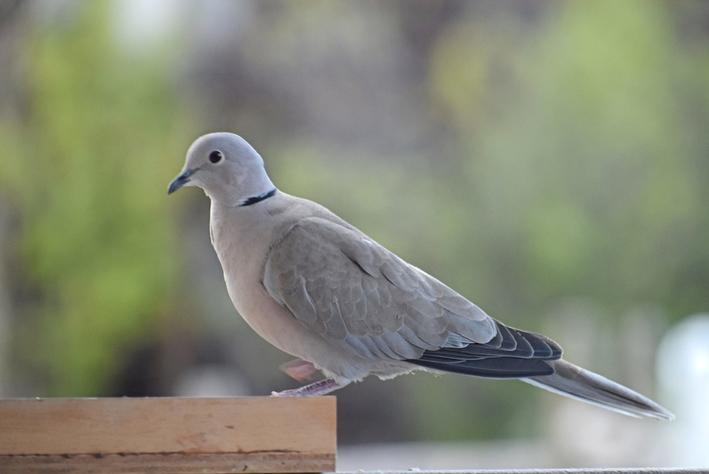 Lovely Dove by bjywamer