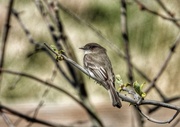 8th May 2020 - Eastern Phoebe