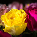 Yellow Rose of Jersey by swchappell