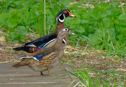 8th May 2020 - Wood Ducks on Wood