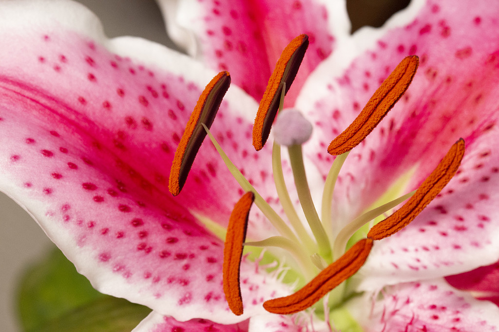 Bright & Cheerful Lily by pdulis