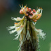 Red Hot Poker's last gasp by randystreat