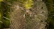 8th May 2020 - Giant Web!
