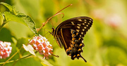 8th May 2020 - Palamedes Swallowtail Butterfly!