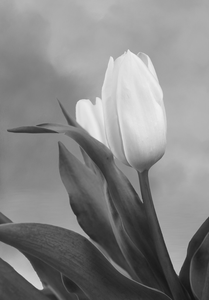 Tulip  by sprphotos