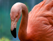 8th May 2020 - Flamingo Friday '20 11