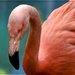 Flamingo Friday '20 11 by stray_shooter