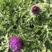 Thistles.... by anne2013