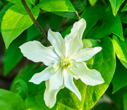 9th May 2020 -  Clematis Montana ( WilsonII )
