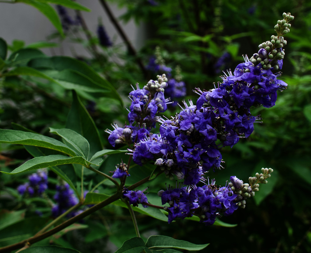 My vitex is blooming! by eudora
