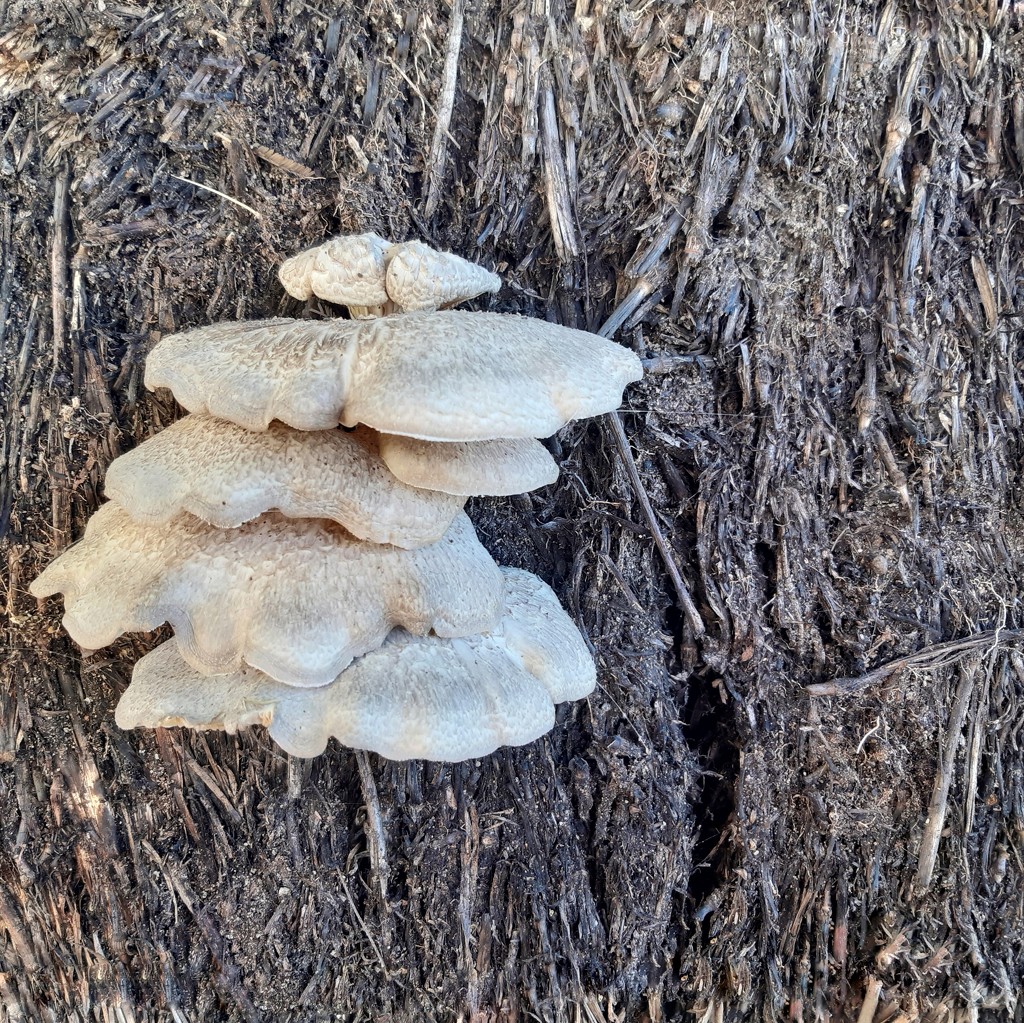 Mushrooms by salza