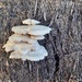 Mushrooms by salza
