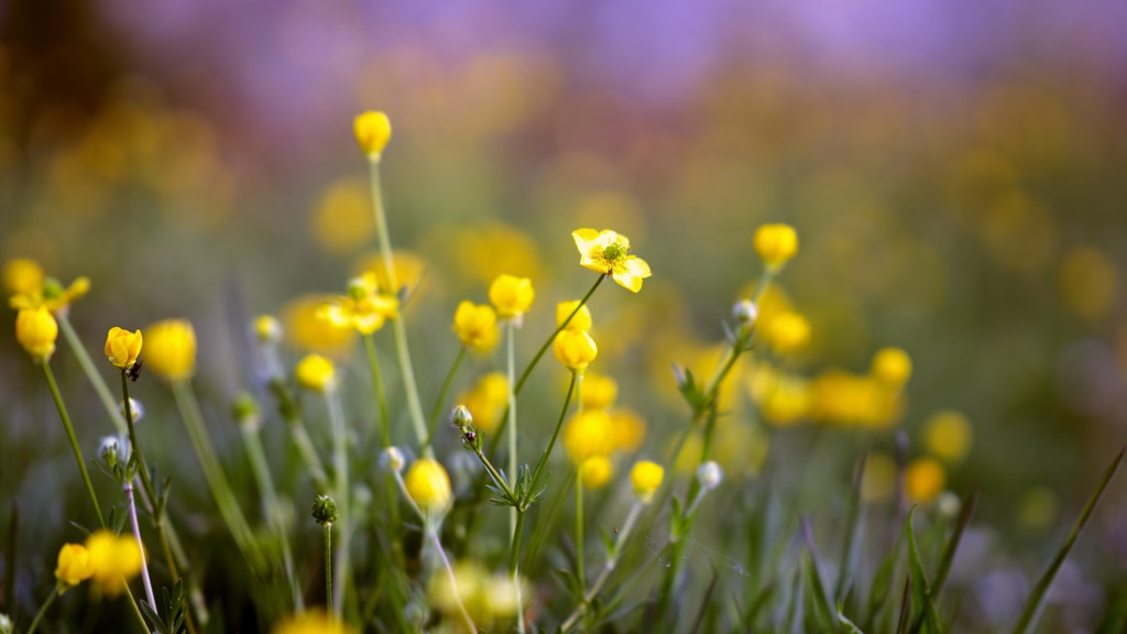 Buttercup bokeh by moonbi