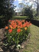 9th May 2020 - tulips of happiness